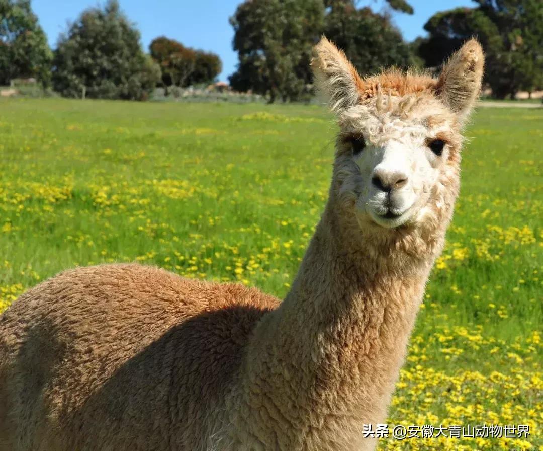 萌萌分不清楚?谁才是真正的神兽“草尼玛”