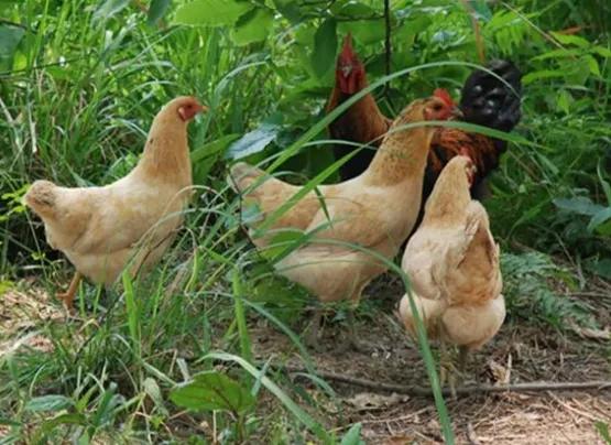 三万元养殖致富,回农村创业养什么最好