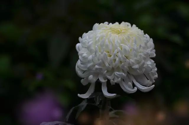 十首经典咏物诗,十首咏物诗并简单赏析