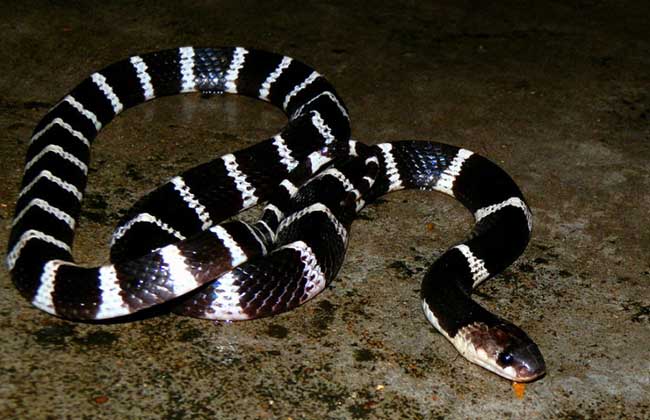 有毒蛇标志,有毒蛇的视频