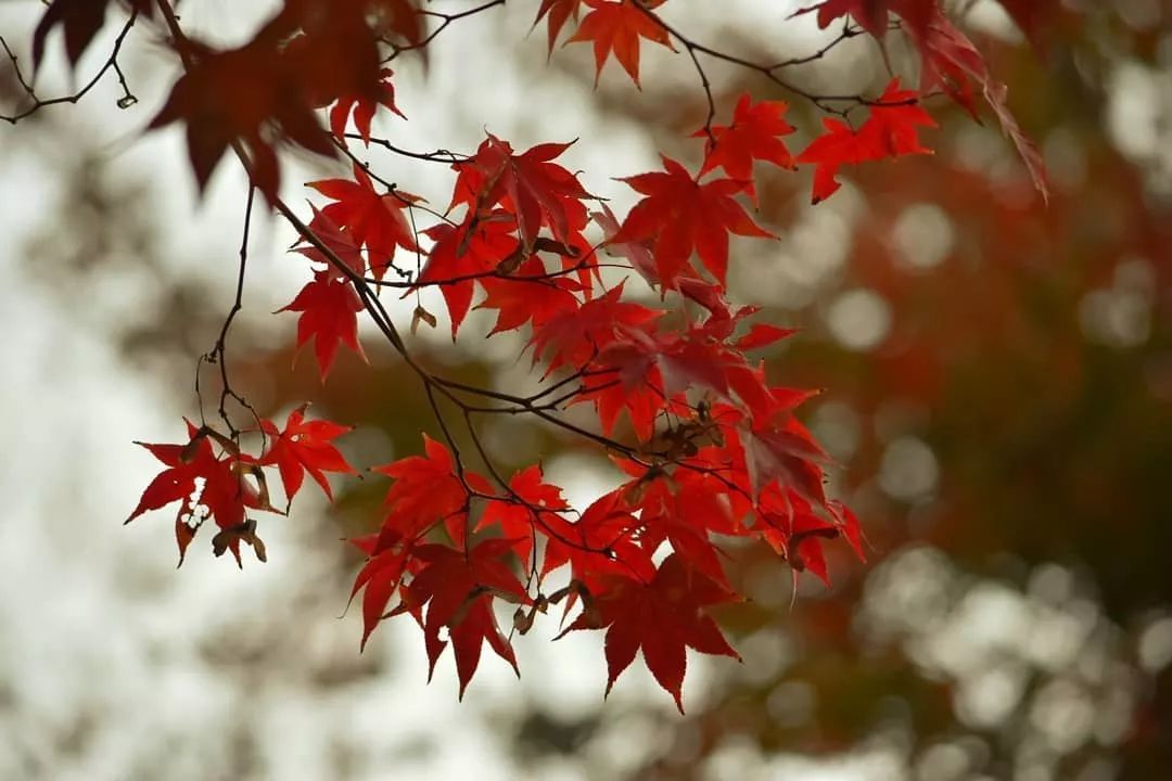 做个‘追枫少女’领略红叶之美！