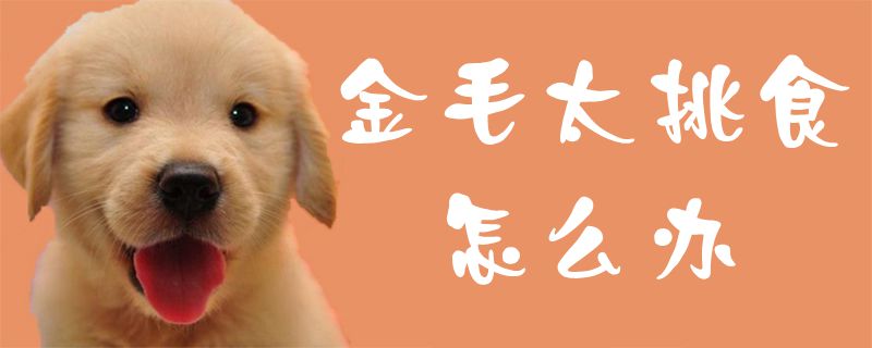 金毛挑食有什么解决的方法？