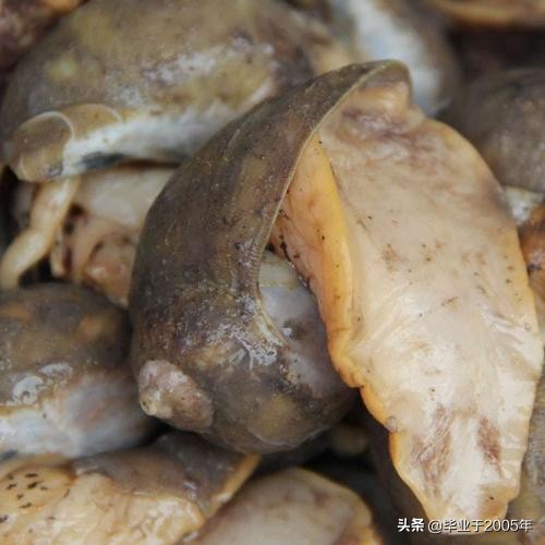 大连海鲜吃货,大连海鲜的种类