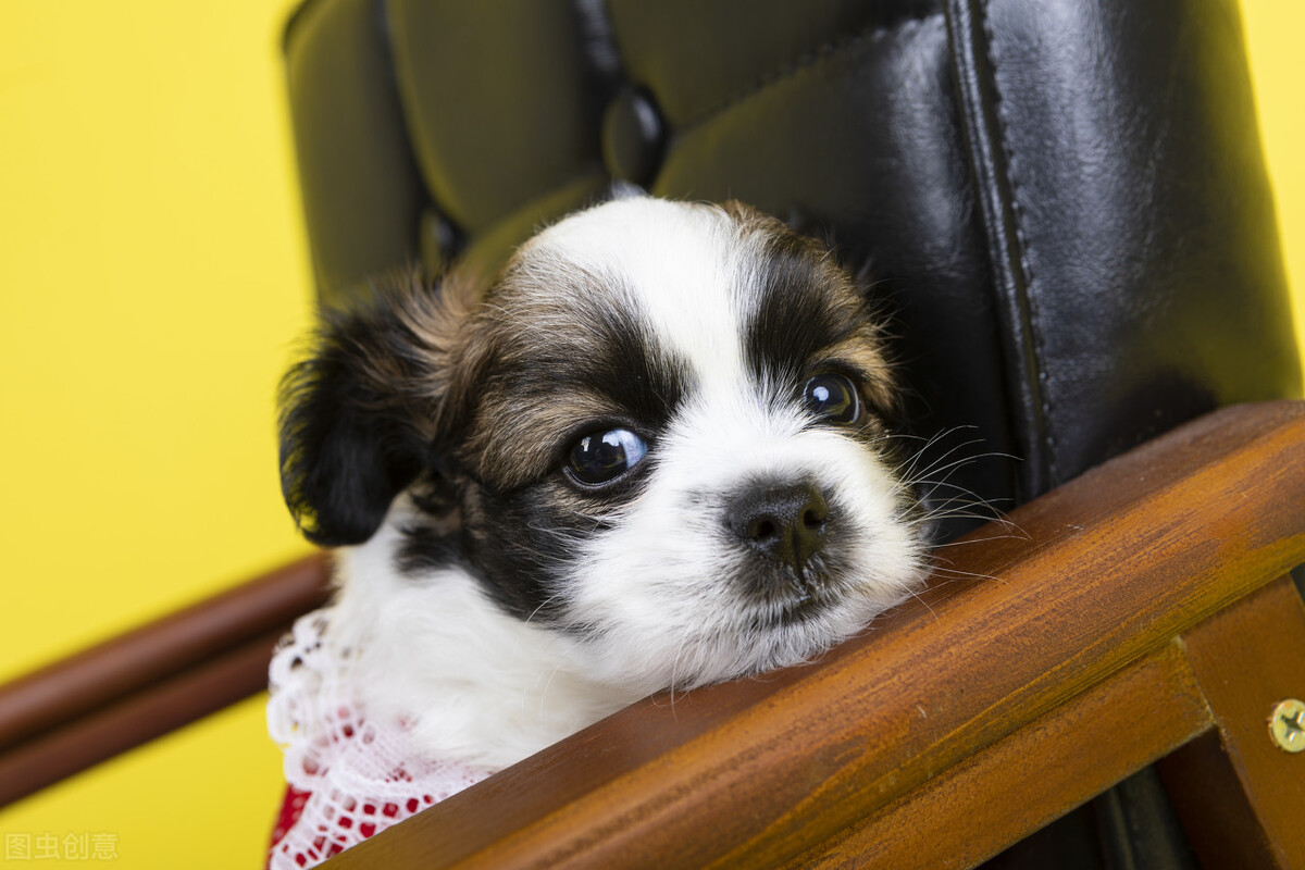 怎么喂狗狗吃药,怎么喂狗狗吃药防止被咬