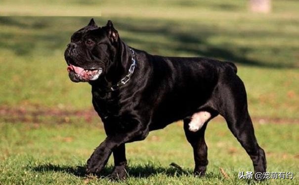 如何挑选最好的卡斯罗犬,卡斯罗犬幼犬如何挑选