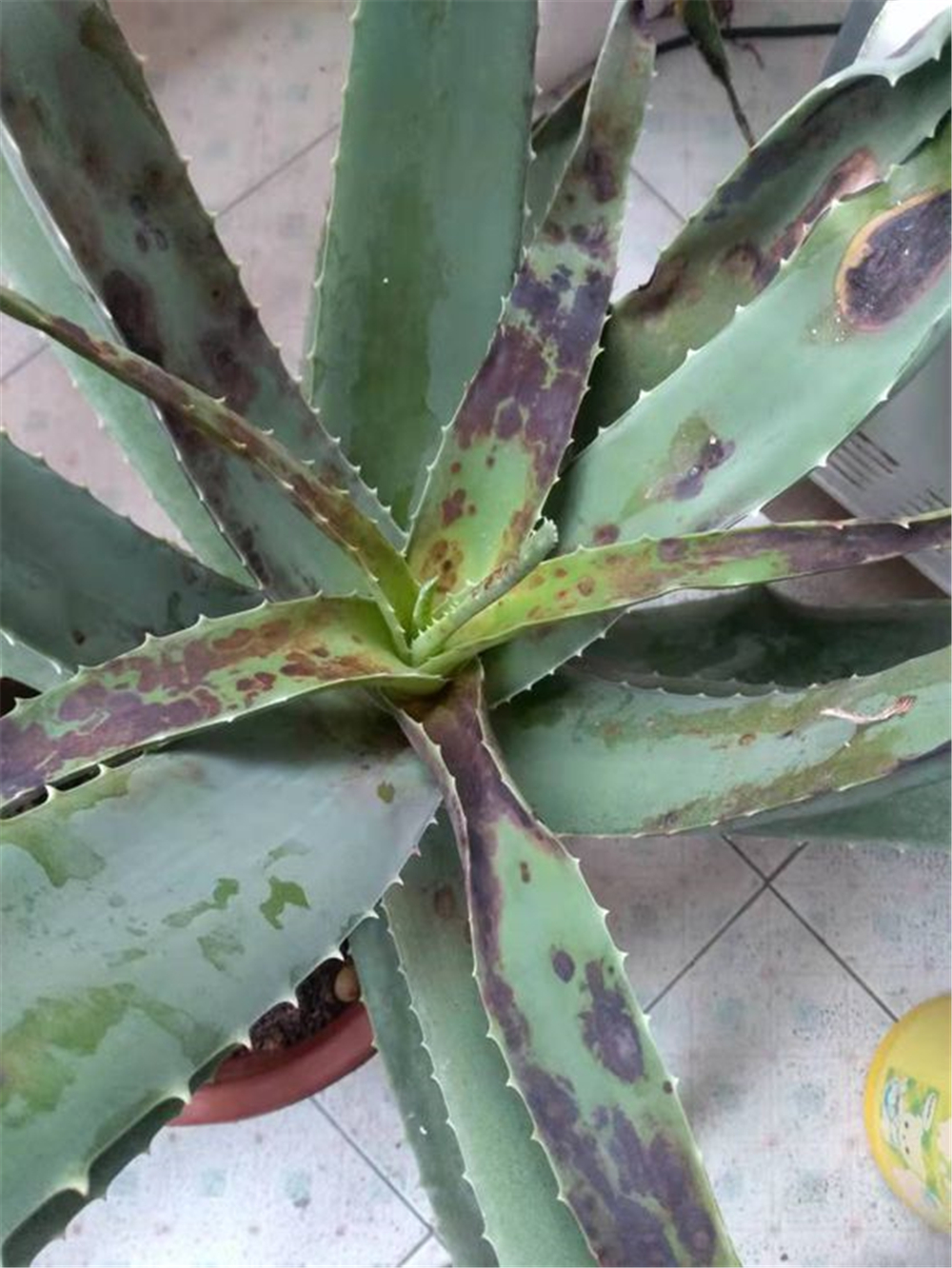 芦荟叶子发黑变软怎么补救,芦荟的叶子发软发黑怎么回事