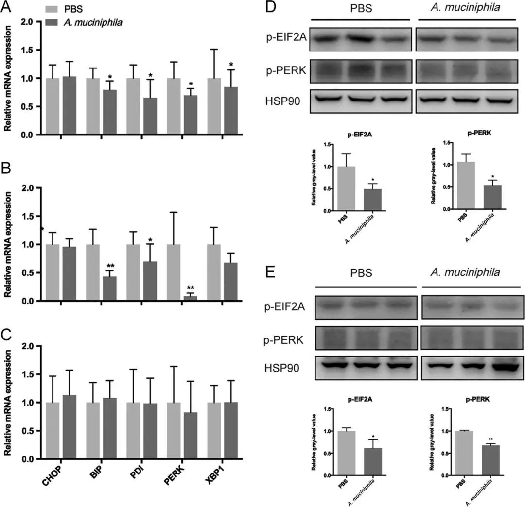 利用宿主分泌的粘蛋白“为食”的Akk菌