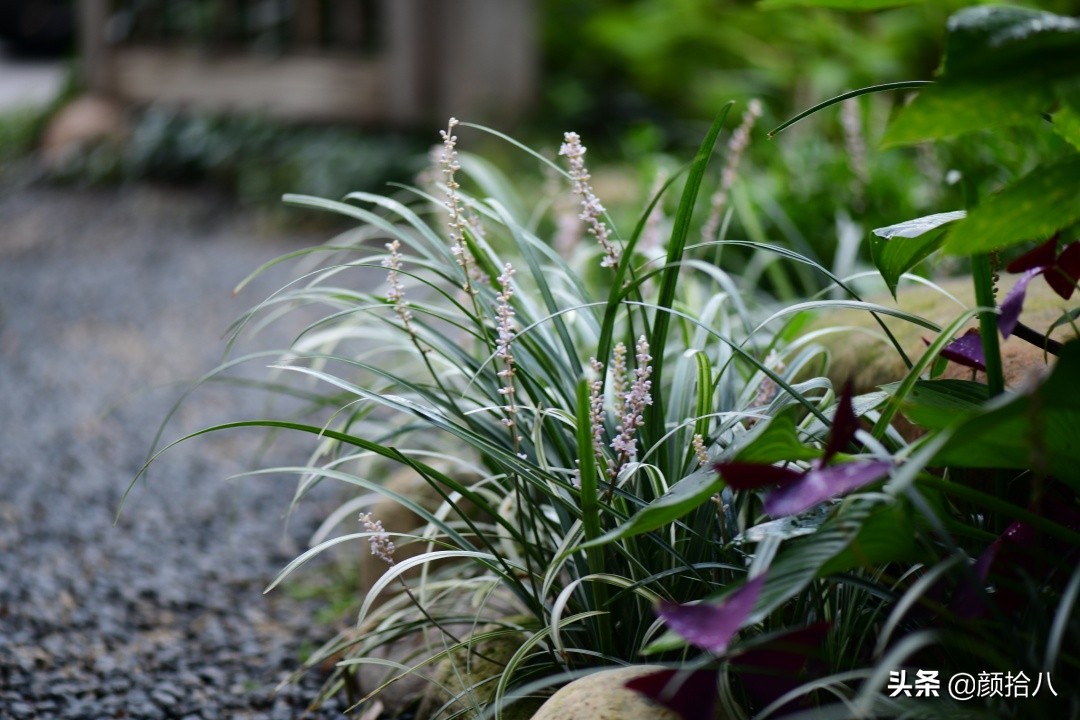 花园里的银边麦冬太好看，竟然被偷了|园丁