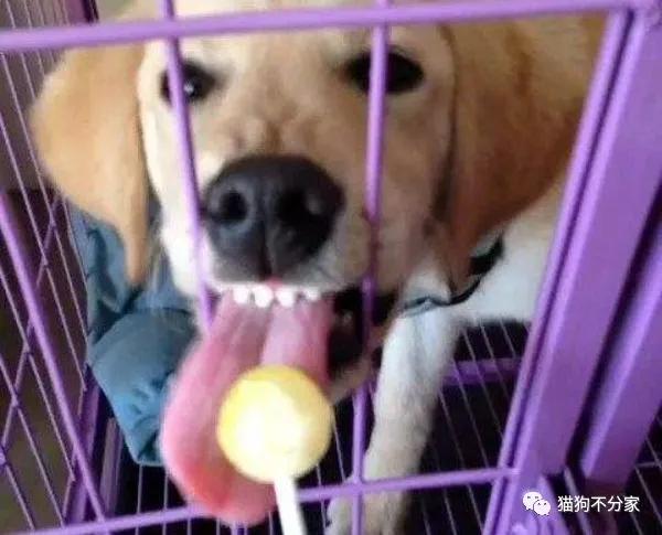 狗狗吃糖会蛀牙吗,狗狗不能吃哪些糖