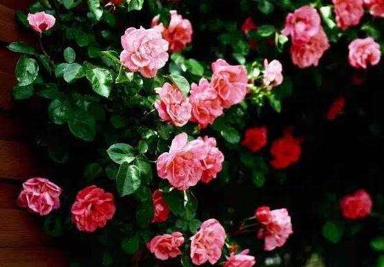 蔷薇花叶子发黄怎么回事视频,蔷薇花叶子发黄是什么原因