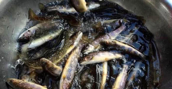 鱼有柴油味道是什么原因,做鱼为什么有土腥味