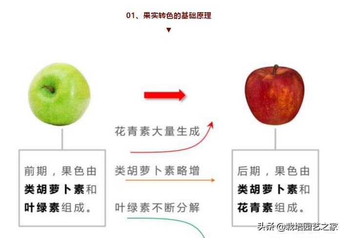 葡萄上色哪种最好,葡萄需要上色的有哪些品种