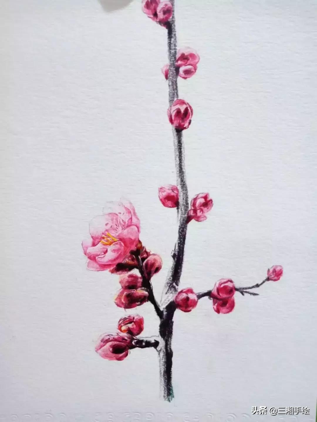 怎样用彩铅画梅花,梅花彩铅怎么画