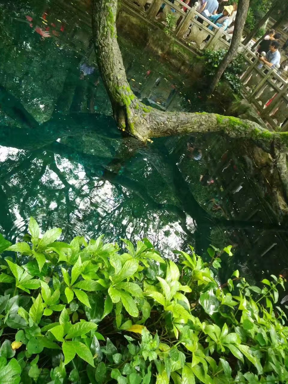 云南贵州之旅,云南蝴蝶泉之游