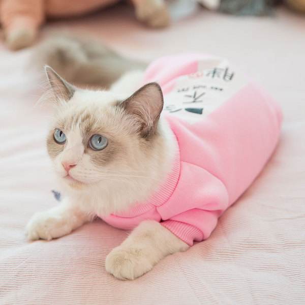 猫咪便血可大可小,找对原因,对症下药是关键