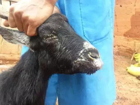 浅谈羊小反刍症状表现及治疗方法,羊疫清治疗小反刍是不是真的