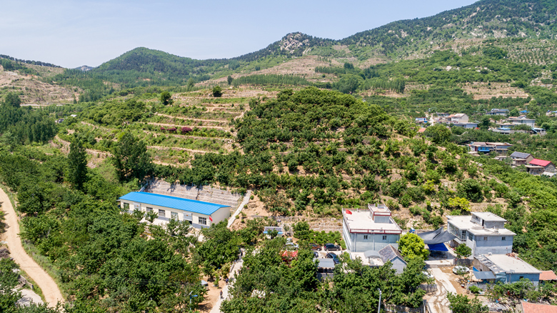 山东临朐樱桃树,山东临沂市大樱桃树好吗