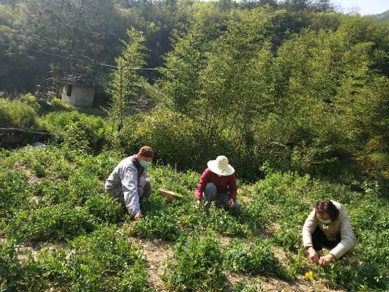 抢抓农时开展农业生产,农民纷纷抢抓春耕生产有利时机