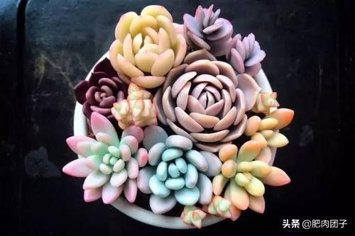 过年回家浙江多肉如何过冬,过年回家买多肉