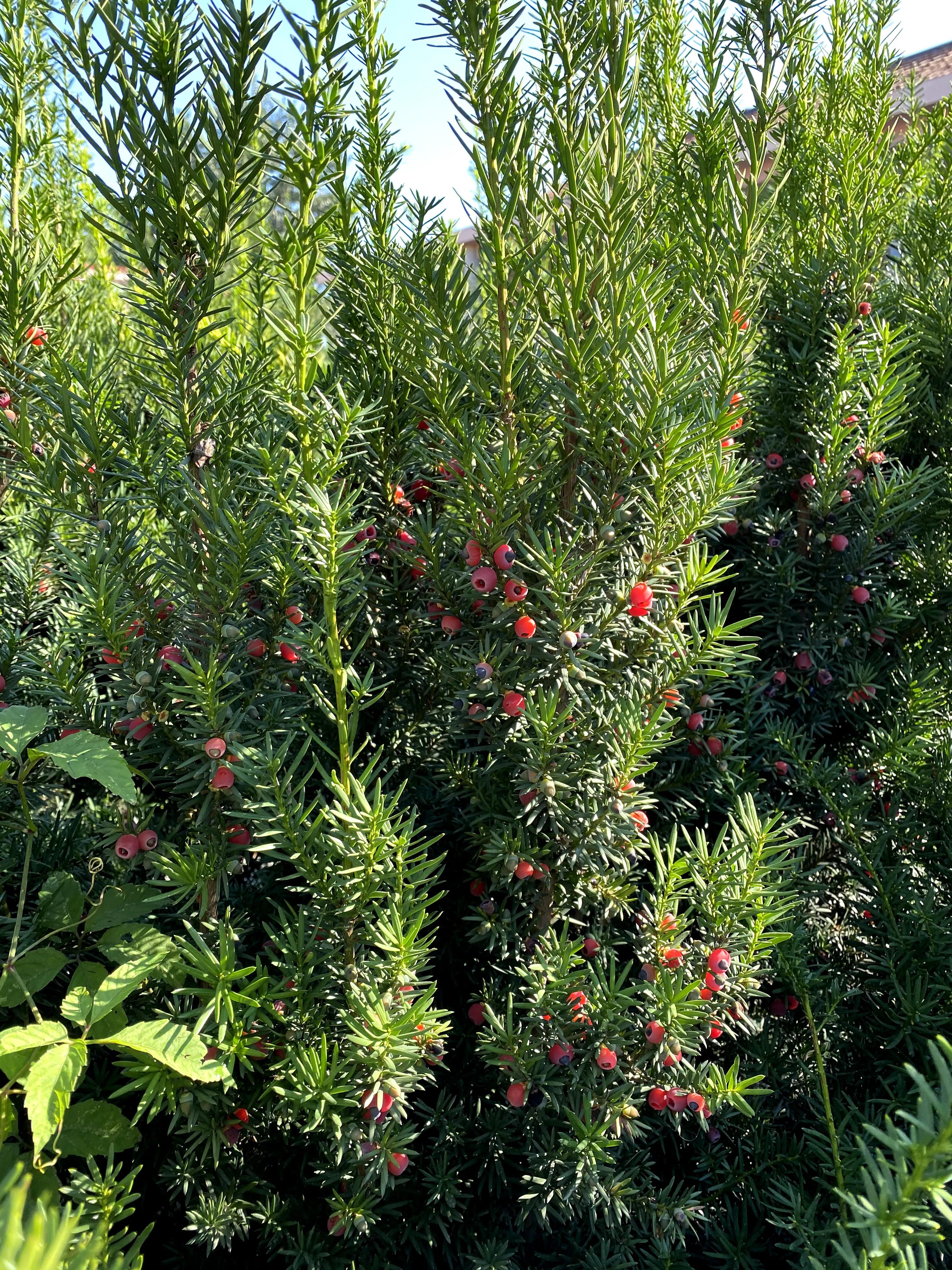 曼地亚红豆杉简介,最大的曼地亚红豆杉