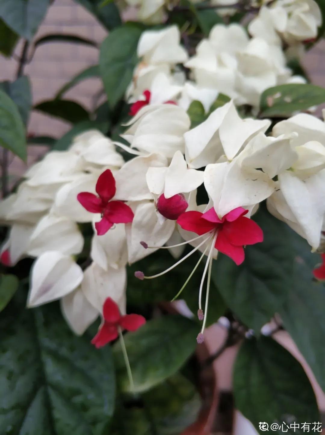 春天开的花有哪些常见又漂亮,十大名花在春天开的有哪些