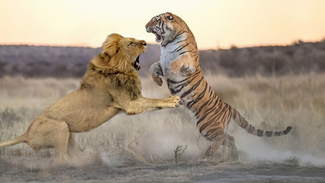 动物园内老虎被狮子撕咬过程,动物园老虎被3只狮子围攻致死