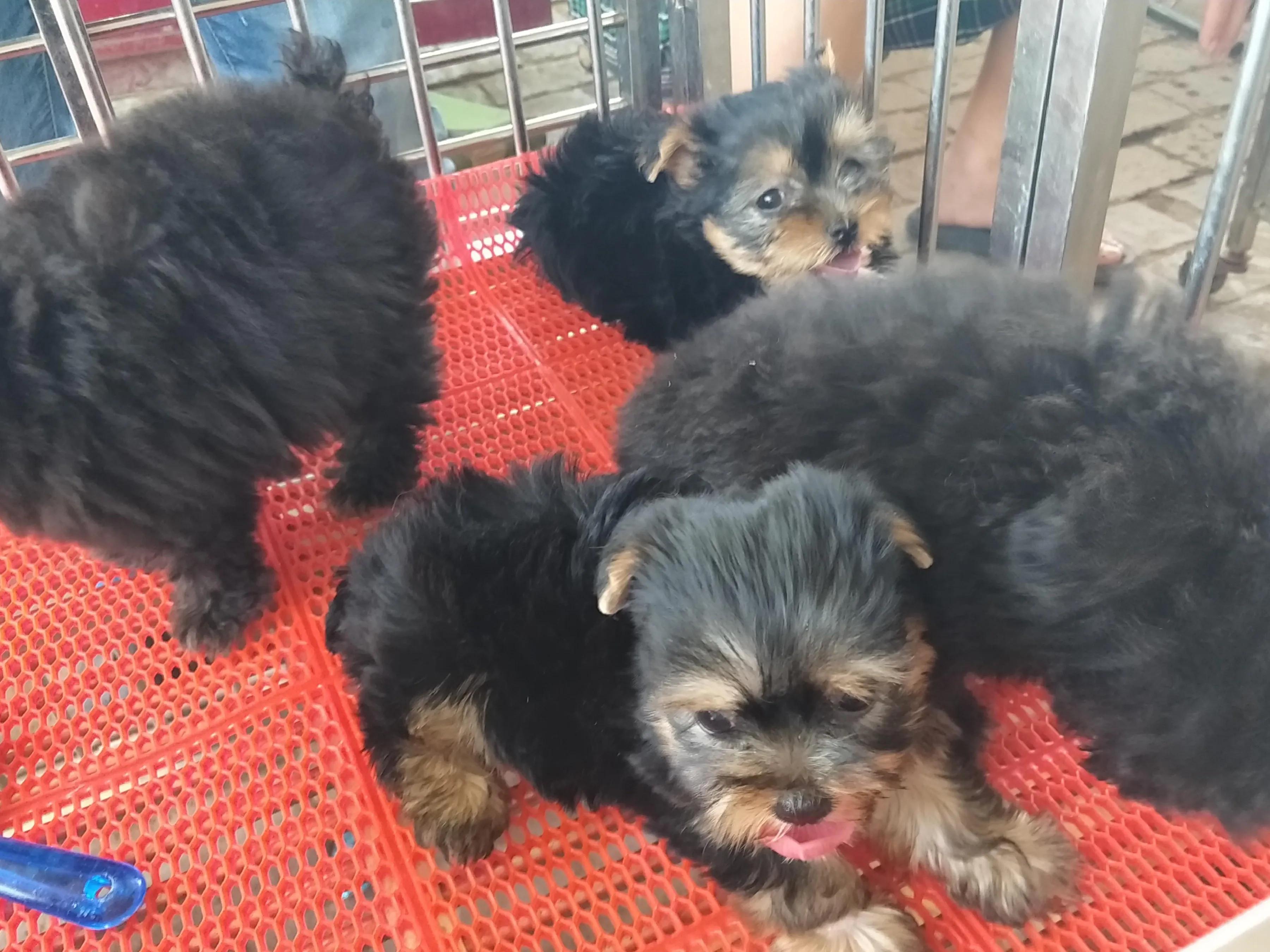 吉林市狗市卖约克夏小体多少钱,约克夏狗卖多少钱