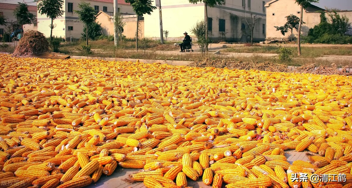 种子质量标准包括哪些,种子质量有问题造成减产怎么处理