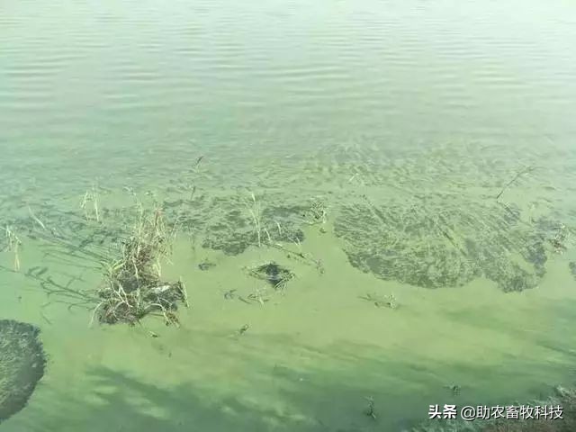 污水池长绿藻怎么办,污水处理池长青苔怎么处理