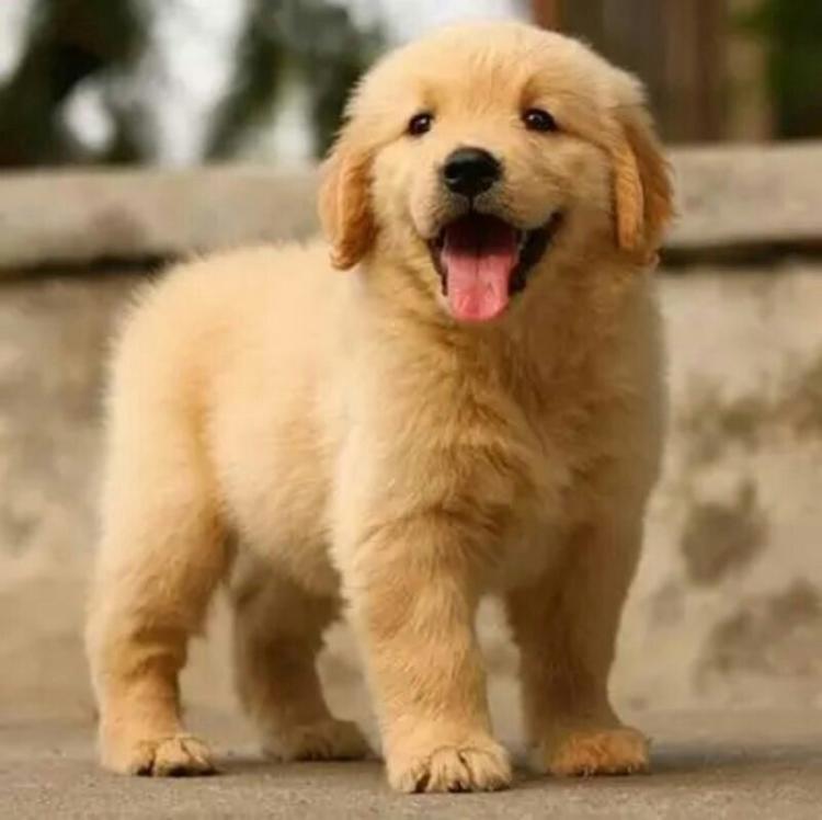 金毛怎么养才会不过尴尬期,金毛怎么养才是好的