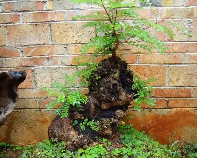 这3种植物别再花钱买了,这三种花别花钱买