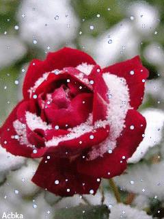 50张极致水中花美照！绝世千年！一次一张！（速看）