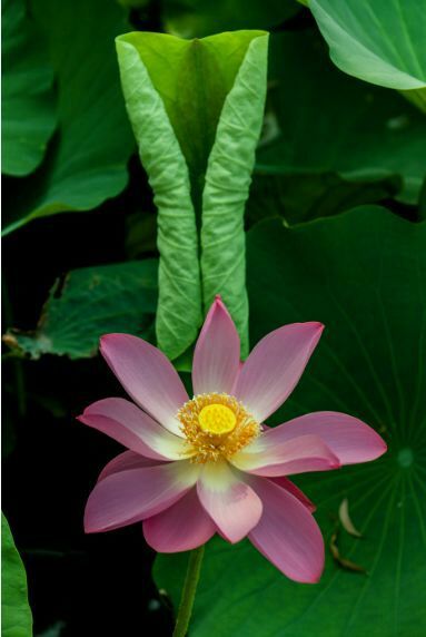 荷叶田田垂柳依依,荷叶田田杨柳依依