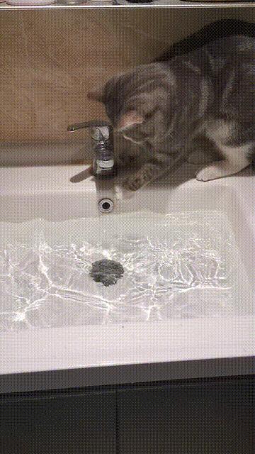 铲屎官最担心猫咪的几件事,爱玩水的猫怎么治