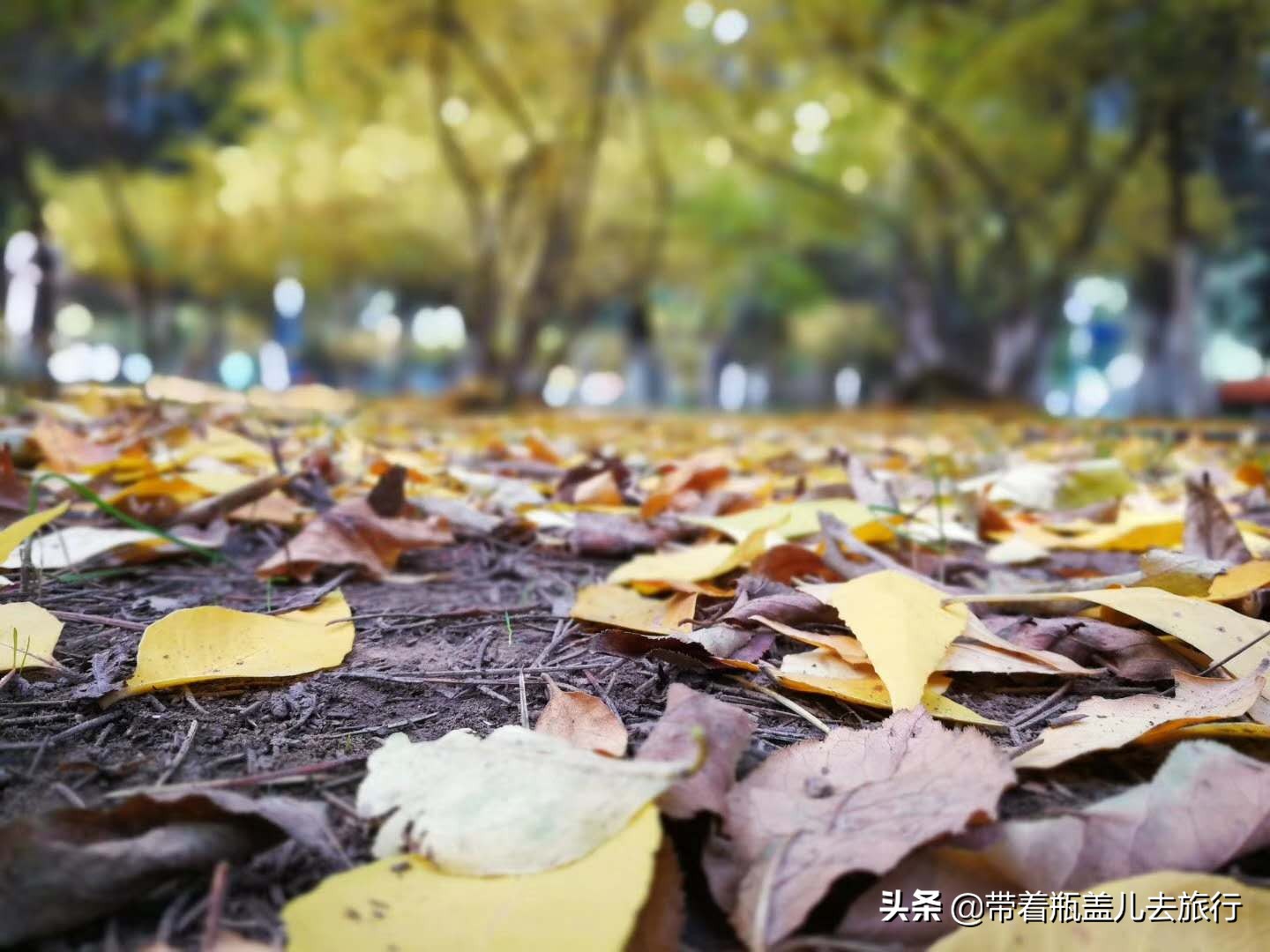 兰州大学校园游,兰州旅游攻略兰州大学
