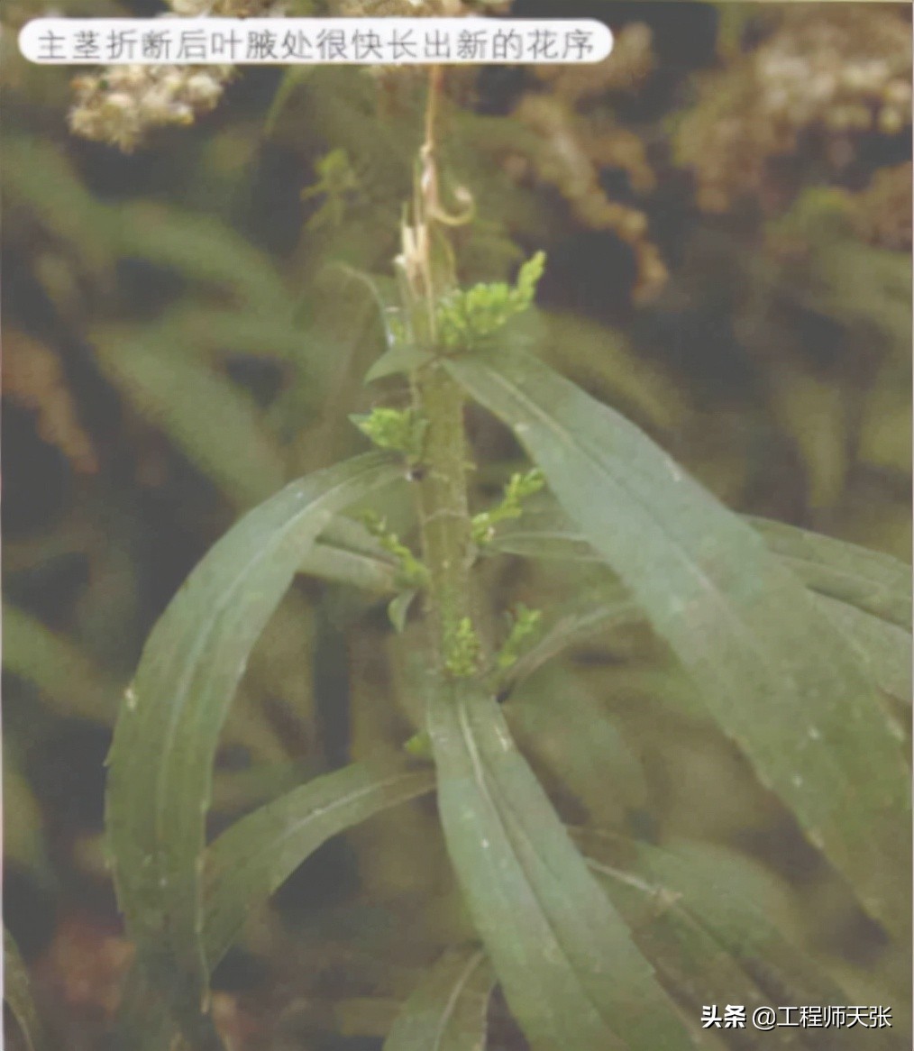 加拿大一枝黄花霸王花,加拿大一枝黄花怎么入侵了