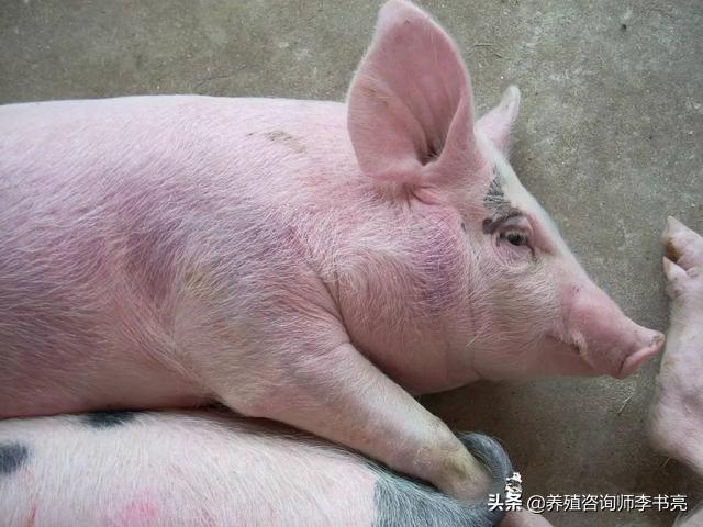 猪血虫病怎么治疗效果最好,猪血虫用啥药可提前预防