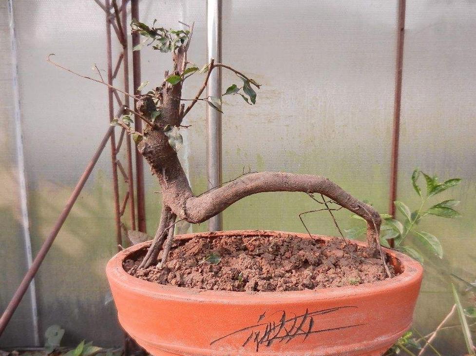 金弹子生桩好成活吗,金弹子生桩回芽后重新缠膜