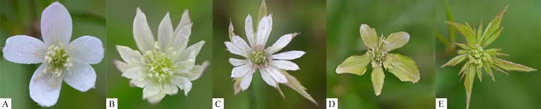 绣球花的花瓣好漂亮！等等，你确定那是花瓣？