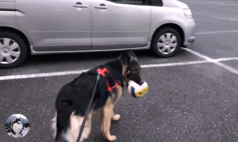 德牧兄弟最新视频,德牧狗5岁了