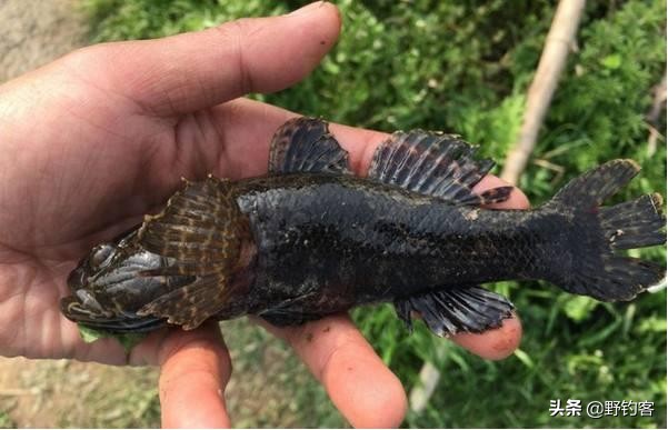 沙塘鳢怎么钓,沙塘鳢什么鱼