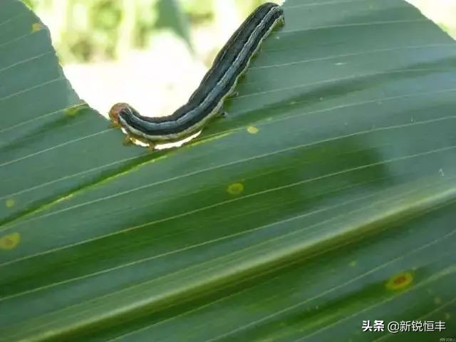 甜糯玉米各时期的病虫害,玉米苗期常见病虫害有哪些