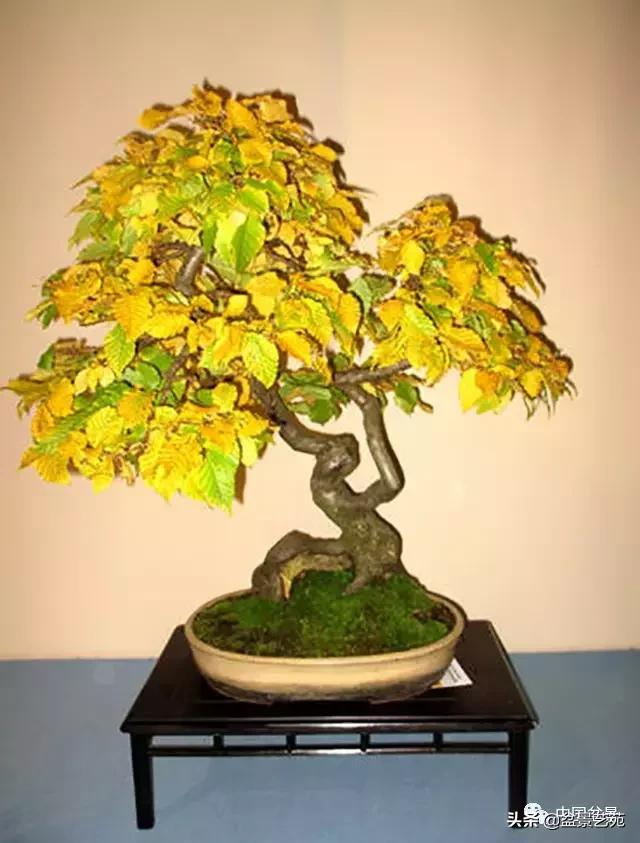 天生好养的36种盆景植物,好养的大盆景植物推荐