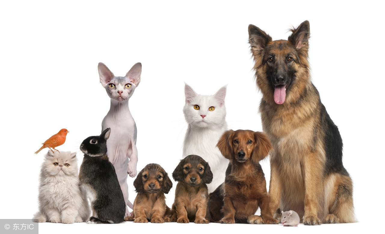 养宠物的人如何装修房,适合养宠物的房屋装修