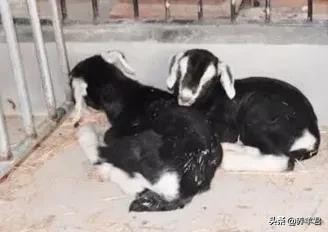 关于羊你了解多少,关于羊奶的知识