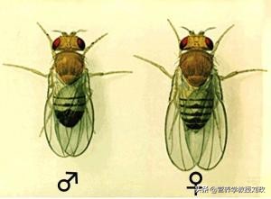 饮茶有益,饮茶能抗衰老吗