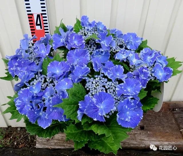 春季绣球叶子发皱怎么回事,夏季绣球老叶子都干枯怎么处理