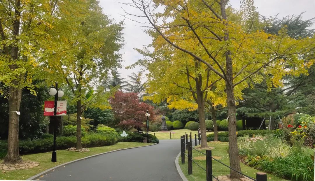 深秋回暖，安排！沪上各区的深秋美景，你准备好打卡了吗？