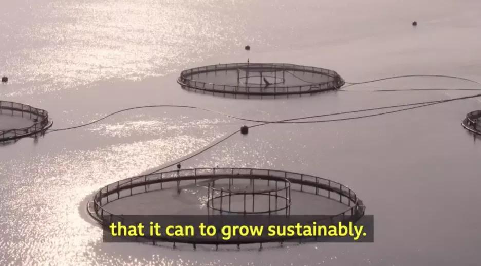 外媒曝光了挪威三文鱼养殖真相吗,挪威三文鱼养殖罪恶新闻