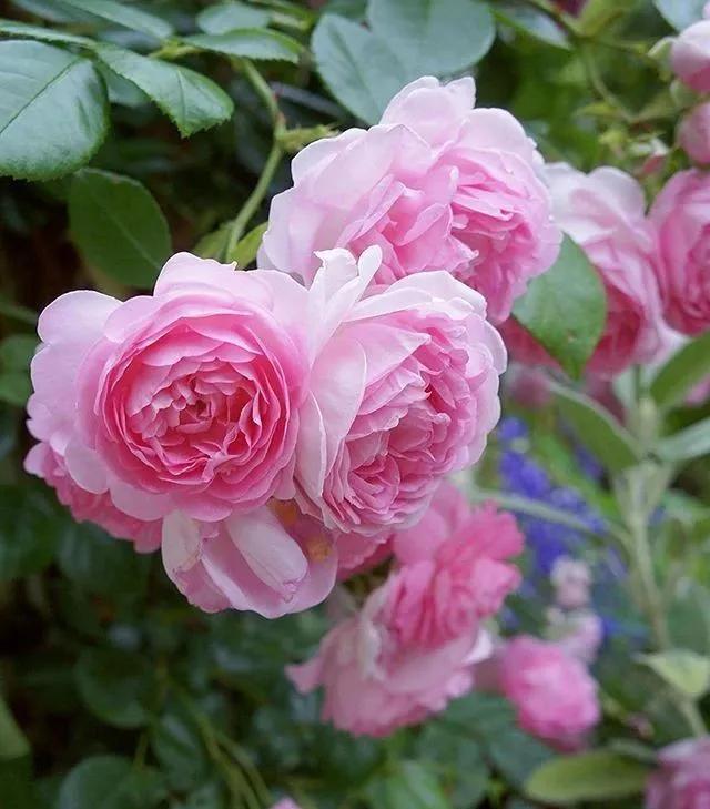 养花常见病虫害及处理方法,养花病虫害必备知识大全